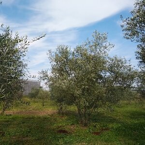 群馬県太田市で生まれたエキストラバージンオリーブオイル　100g入り_調味料 オリーブオイル 食用油 _【1210039】