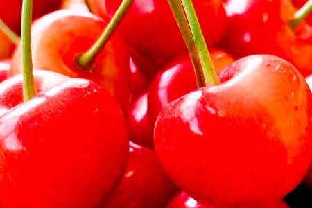 《2026年6月下旬～7月中旬発送》果実の里 原田農園 さくらんぼ（佐藤錦）約300g