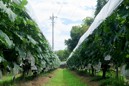 天の雫 赤ワイン2本セット（2018・2019）各720ml