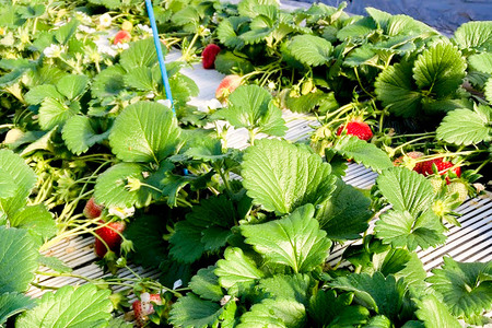 《2026年1月上旬～2月上旬発送》粒ぞろい「やよいひめ」デラックスパック 2箱4パック入り（280g×4）山口いちご園 苺 イチゴ いちご