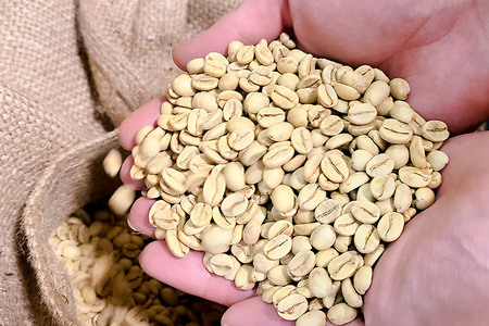 《受付焙煎》直送フレッシュ珈琲 お試し ガテマラ【豆/中煎り】約150g 珈琲倶楽部 沼田店