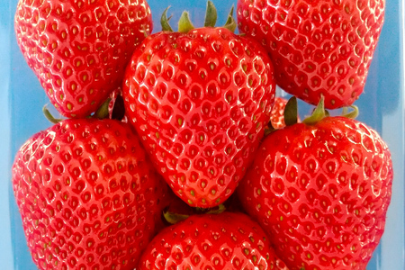 《12月上旬～3月下旬発送》関東限定配送 イチゴ よつぼし 約260gパック×2