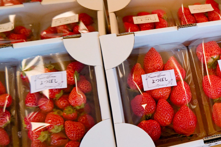 《12月上旬～3月下旬発送》関東限定配送 イチゴ よつぼし 約260gパック×2