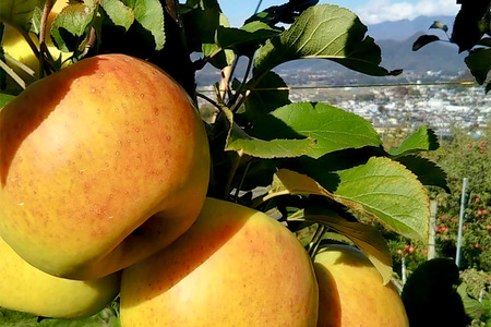 《3種確定》果樹園マンサーナ りんごジュース おまかせ1L×6本セット