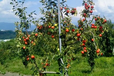 《3種確定》果樹園マンサーナ りんごジュース おまかせ1L×6本セット