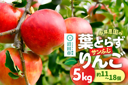 11月下旬～12月上旬発送》葉とらずサンふじりんご 5kg（約11～18