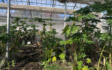 パパイヤ葉茶 （5g×10パック）5袋 F4H-0515