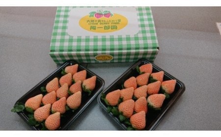 陽一郎園のおすすめいちごと淡雪のセット 約1kg イチゴ 苺 果物 くだもの フルーツ 食べ比べ 数量限定 F4H-0035