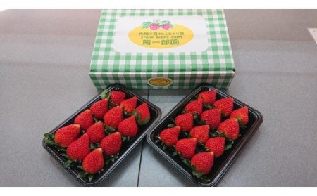 陽一郎園のおすすめいちごと淡雪のセット 約1kg イチゴ 苺 果物 くだもの フルーツ 食べ比べ 数量限定 F4H-0035