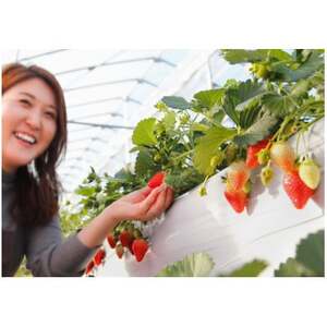 いちご農園フルッティロッシの完熟やよいひめ 約400g × 2パック_果物・フルーツ いちご イチゴ 苺_【配送不可地域:離島】【1387356】