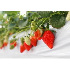 いちご農園フルッティロッシの完熟やよいひめ 約400g × 2パック_果物・フルーツ いちご イチゴ 苺_【配送不可地域:離島】【1387356】