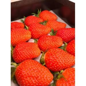 群馬県産 やよいひめ 厳選15粒 黒化粧箱入り プレミアムギフト【配送不可地域：離島・北海道・沖縄県・中国・四国・九州】【1716058】