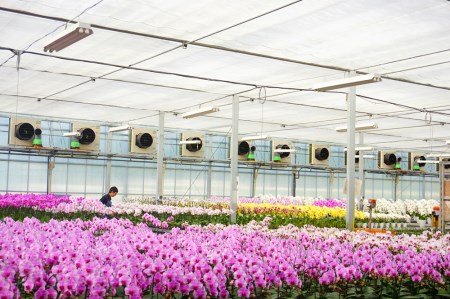 胡蝶蘭 プリンセスローズ 3本立ち【メッセージカード付】 還暦 お祝い 当選 就任　開業 新築　長生き　母の日　父の日 商売繁盛　記念　お歳暮　お中元 お花 贈り物 プレゼント ギフト こちょうらん F20E-417