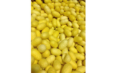 小鼻美人ブラシ(黄金)ウエットタイプ F20E-550