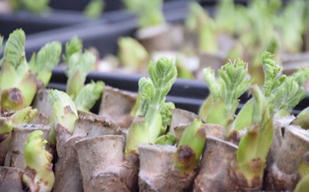 ≪先行予約≫ 山菜の王様 たらの芽 (300g) （2026年1月より順次発送） たらの芽 タラの芽 ぐんま春王NT 山菜 野菜 食品 F20E-770