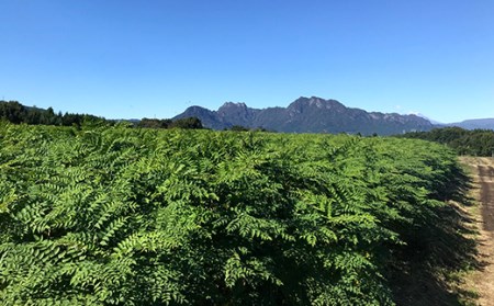 ≪先行予約≫ 山菜の王様 たらの芽 (300g) （2026年1月より順次発送） たらの芽 タラの芽 ぐんま春王NT 山菜 野菜 食品 F20E-770