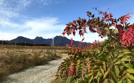 ≪先行予約≫ 山菜の王様 たらの芽 (300g) （2026年1月より順次発送） たらの芽 タラの芽 ぐんま春王NT 山菜 野菜 食品 F20E-770