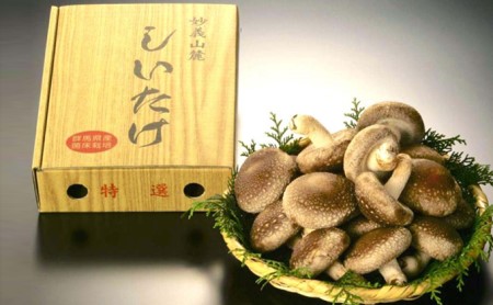 特選菌床生椎茸 700g箱