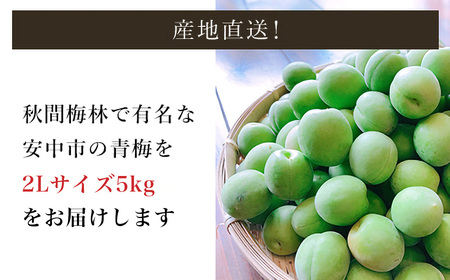 【2026年発送分先行予約】旬をお届け!青梅【2Lサイズ5㎏】 ANAR019