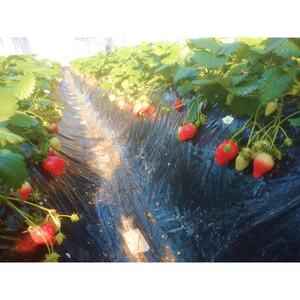 金井いちご農園　やよいひめ　8パック【配送不可地域：離島・北海道・沖縄県・中国・四国・九州】【1691428】