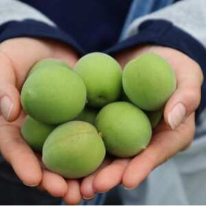 梅シロップ 510ml×1本【1705090】