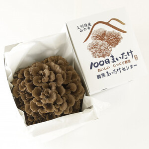 100日まいたけ 350g×2箱【配送不可地域：離島・沖縄県】【1429408】