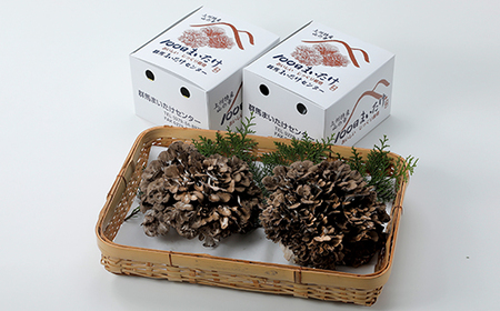 100日まいたけ 350g×2箱【配送不可地域：離島・沖縄県】【1429408】