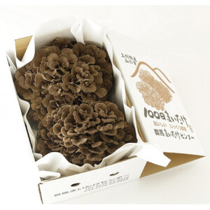 100日まいたけ 500g×2株【配送不可地域：離島】【1267432】