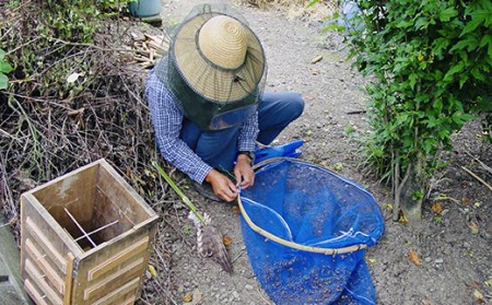 日本みつばちの蜂蜜600g F21K-043 | 群馬県下仁田町 | ふるさと納税