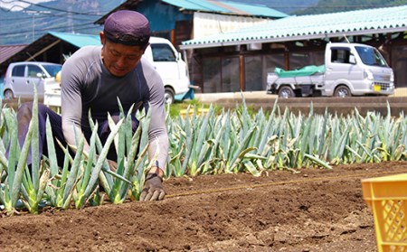 伝統農法の下仁田葱（Ｍ 20本） とろける 甘い ねぎ ネギ 王様ねぎ 特産 栄養たっぷり ブランド 上州ねぎ すきやき F21K-023