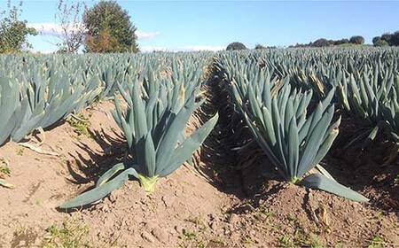 伝統農法の下仁田葱（LL11本またはL15本） とろける 甘い ねぎ ネギ 王様ねぎ 特産 栄養たっぷり ブランド 上州ねぎ すきやき F21K-572