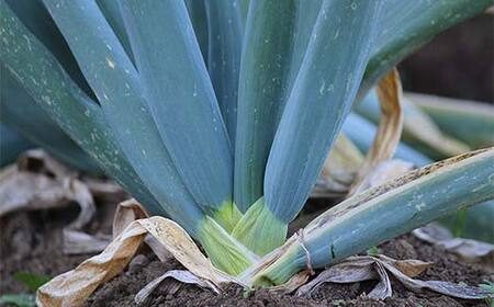 伝統農法の下仁田葱（LL11本またはL15本） とろける 甘い ねぎ ネギ 王様ねぎ 特産 栄養たっぷり ブランド 上州ねぎ すきやき F21K-572