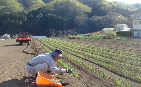 2630 0054 限定10セット 下仁田町特産 下仁田ねぎ 3lサイズ 13本小箱 群馬県下仁田町 ふるさと納税サイト ふるなび