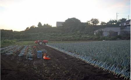 下仁田葱の会の下仁田葱(Lサイズ)とろける 甘い ネギ 王様 ねぎ 殿様ねぎ 特産 栄養たっぷり ブランド 上州ねぎ すきやき F21K-588