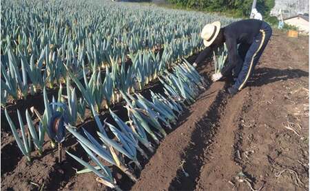 下仁田葱の会の下仁田葱(Lサイズ)とろける 甘い ネギ 王様 ねぎ 殿様ねぎ 特産 栄養たっぷり ブランド 上州ねぎ すきやき F21K-588