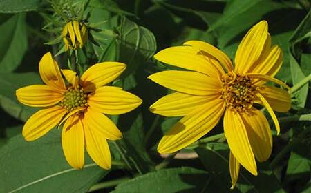 キクイモ健康酒 生キクイモ搾り液発酵酒 酒 アルコール 健康食品 食品 F21K-436