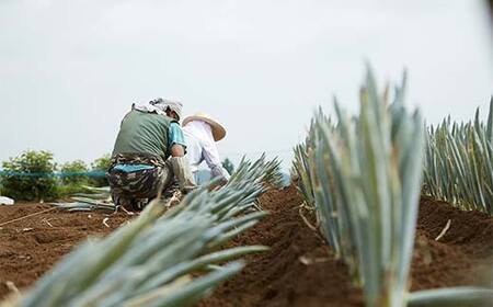 別名 殿様ねぎ 大澤農園の下仁田葱 M 40本 F21k 135 群馬県下仁田町 ふるさと納税サイト ふるなび
