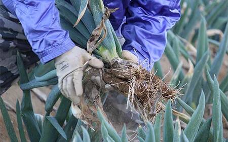 別名 殿様ねぎ 大澤農園の下仁田葱 M 40本 F21k 135 群馬県下仁田町 ふるさと納税サイト ふるなび