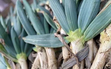 甘さが自慢の下仁田葱（Mサイズ 15本） とろける 甘い ねぎ ネギ 王様ねぎ 殿様ねぎ 特産 栄養たっぷり ブランド 上州ねぎ すきやき F21K-614