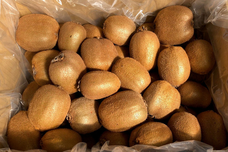 有機栽培キウイフルーツ (約4kg／バラ詰め)[黒澤農園]｜数量限定 期間限定 キウイ ヘイワード 果物 果実 フルーツ 農家直送 産地直送 有機栽培 国産 甘楽町産 群馬県産 [0307]