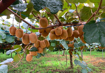 有機栽培キウイフルーツ (約4kg／バラ詰め)[黒澤農園]｜数量限定 期間限定 キウイ ヘイワード 果物 果実 フルーツ 農家直送 産地直送 有機栽培 国産 甘楽町産 群馬県産 [0307]