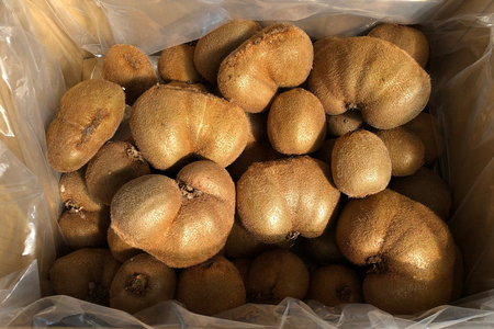 [訳あり] 有機栽培キウイフルーツ (約4kg)[黒澤農園]｜数量限定 期間限定 キウイ ヘイワード 果物 果実 フルーツ 農家直送 産地直送 有機栽培 国産 甘楽町産 群馬県産 訳あり品 [0305]