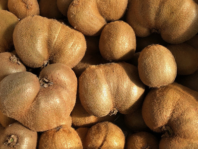 [訳あり] 有機栽培キウイフルーツ (約4kg)[黒澤農園]｜数量限定 期間限定 キウイ ヘイワード 果物 果実 フルーツ 農家直送 産地直送 有機栽培 国産 甘楽町産 群馬県産 訳あり品 [0305]