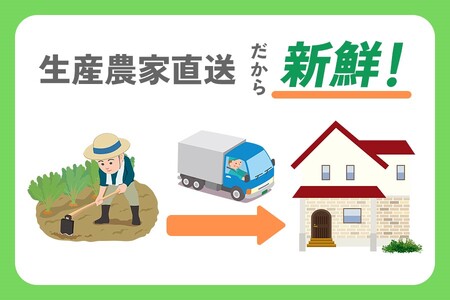 [新玉／令和8年6月から7月順次出荷予定] 産地直送！加藤農園の玉ねぎ 20kg｜数量限定 期間限定 タマネギ オニオン 玉葱 新玉ねぎ 産地直送 農家直送 野菜 新鮮野菜 国産 甘楽町産 群馬県産 先行予約 [0316]
