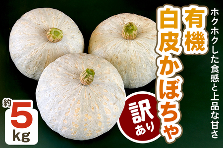 [先行受付][訳あり] 白皮かぼちゃ (有機) 5kg【黒澤農園】｜数量限定 期間限定 伯爵 南瓜 カボチャ 国産 産地直送 煮物 サラダ スイーツ 訳あり品 甘楽町産 [0271]