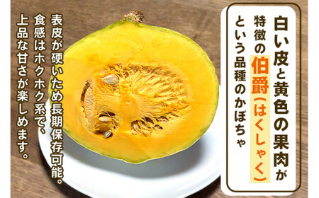 [先行受付][訳あり] 白皮かぼちゃ (有機) 5kg【黒澤農園】｜数量限定 期間限定 伯爵 南瓜 カボチャ 国産 産地直送 煮物 サラダ スイーツ 訳あり品 甘楽町産 [0271]