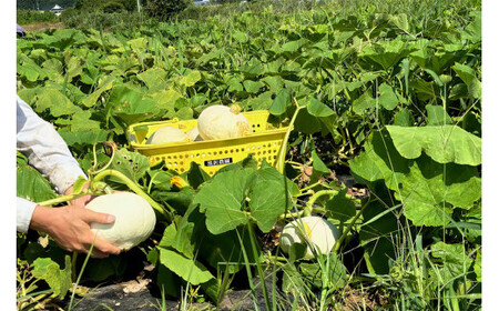 [先行受付][訳あり] 白皮かぼちゃ (有機) 5kg【黒澤農園】｜数量限定 期間限定 伯爵 南瓜 カボチャ 国産 産地直送 煮物 サラダ スイーツ 訳あり品 甘楽町産 [0271]