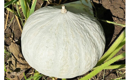 [先行受付][訳あり] 白皮かぼちゃ (有機) 5kg【黒澤農園】｜数量限定 期間限定 伯爵 南瓜 カボチャ 国産 産地直送 煮物 サラダ スイーツ 訳あり品 甘楽町産 [0271]