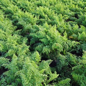 産地直送！加藤農園の甘楽町産にんじん 10kg｜人参 ニンジン 野菜 キャロット 国産 新鮮 農家直送 産地直送 煮物 かき揚げ 甘楽町 数量限定 期間限定 [0317]