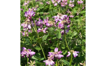 [先行予約] 令和8年度産 レンゲ米5kg×1袋 [令和8年10月より順次発送予定]｜2026年度米 数量限定 こしひかり コシヒカリ 精米 白米 お米 ごはん 甘楽町産 国産 [0321]